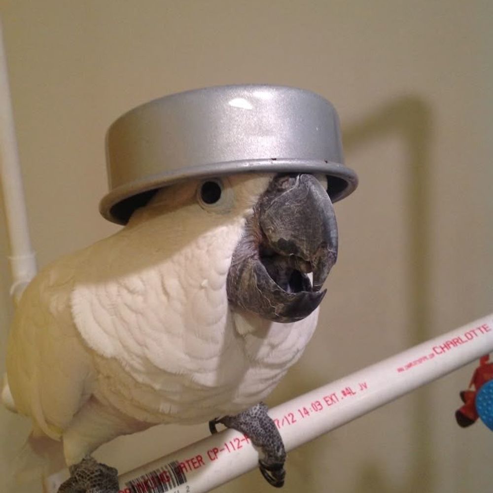 nectoxic