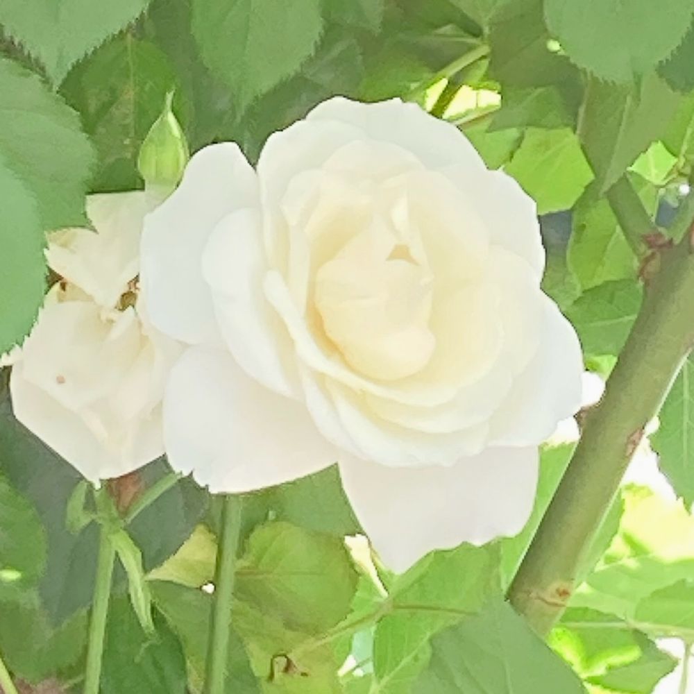 月