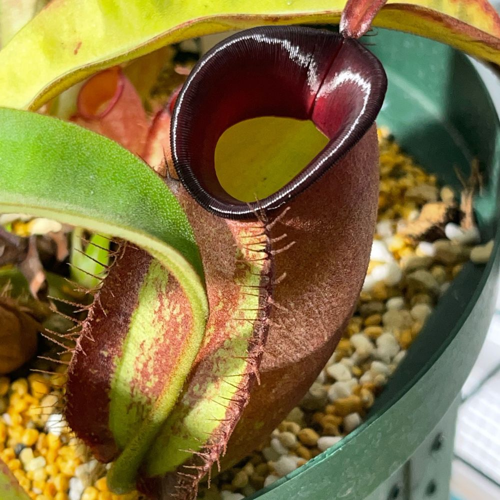 がらすけ(食虫植物の方)
