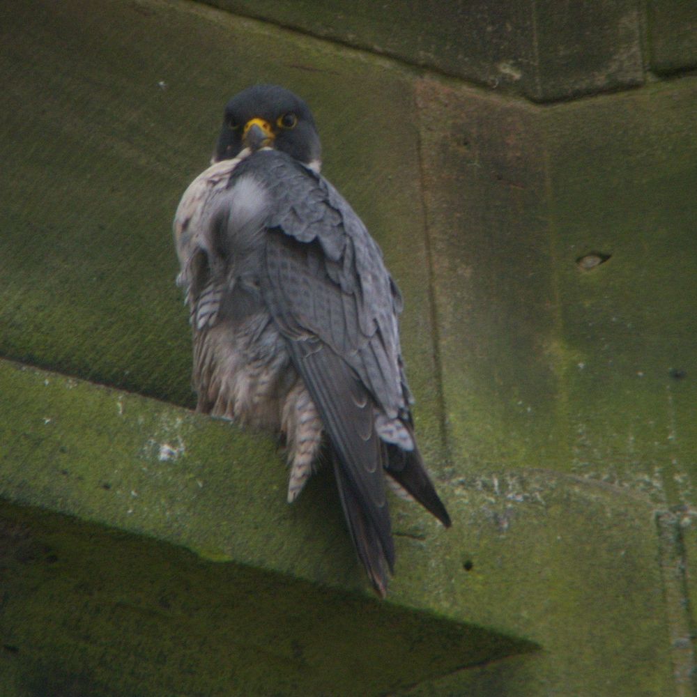 Staffordshire County Bird Recorder