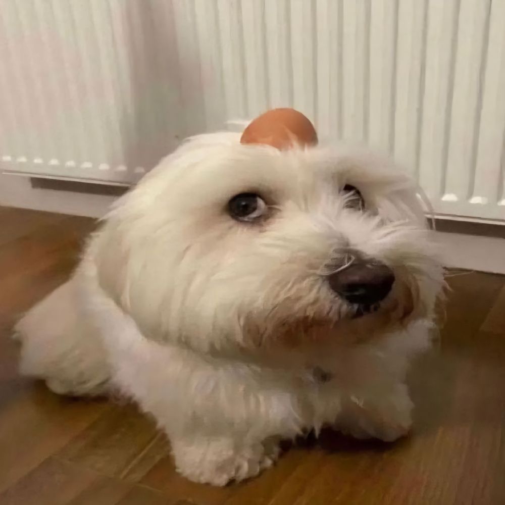 EL PUBO