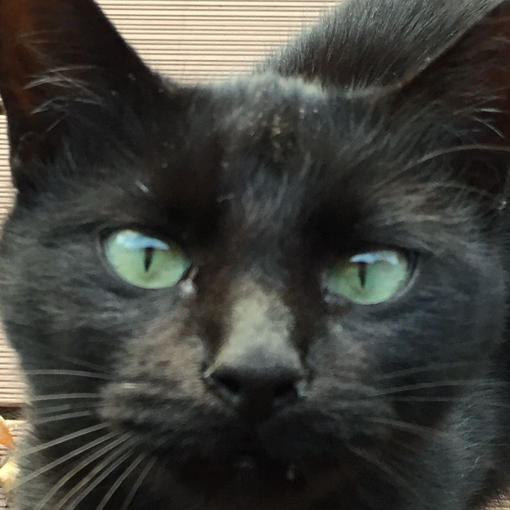 3SWfatcat