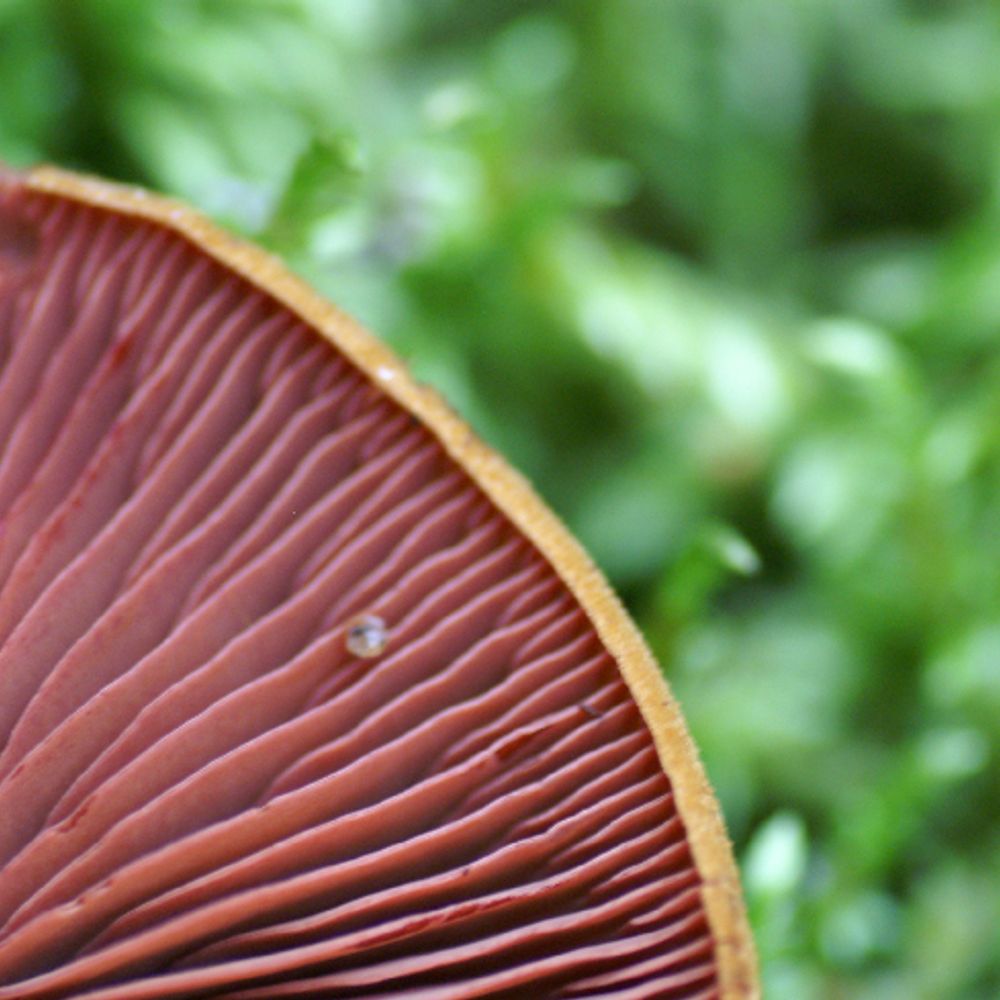 Forest Mycology and Plant Pathology, SLU