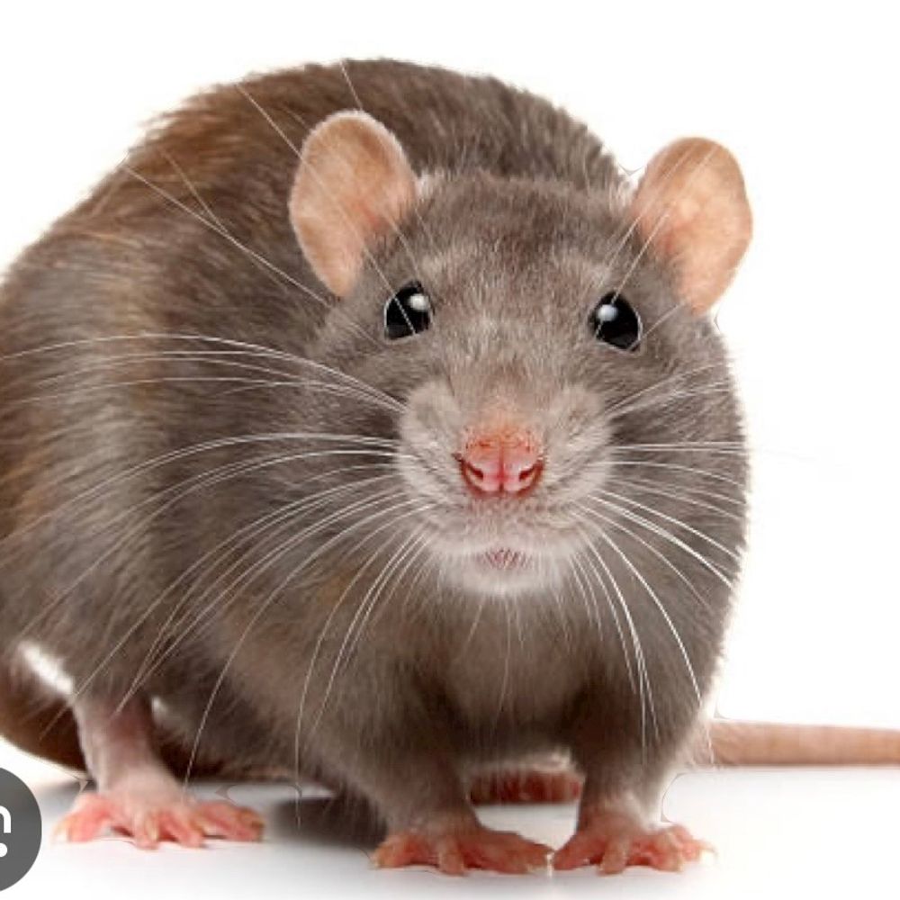 Itty Bitty Rat