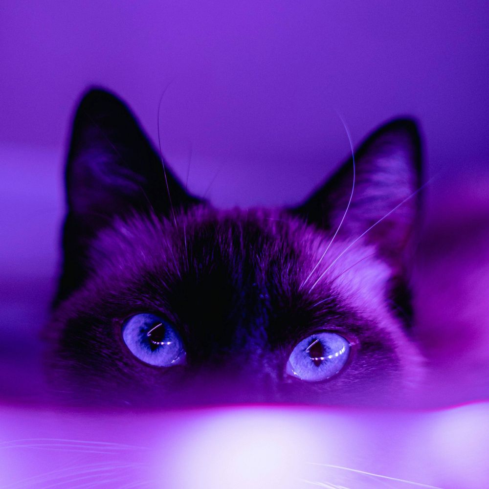 BlackHat (Colorhat)