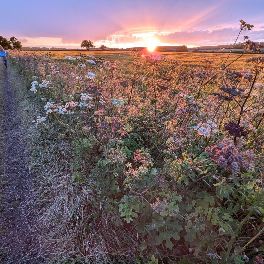 Fletcher Farms