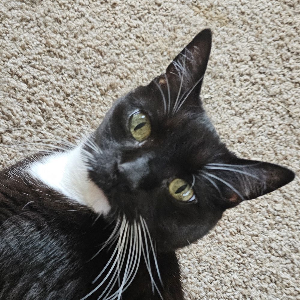 Meow(re)mix