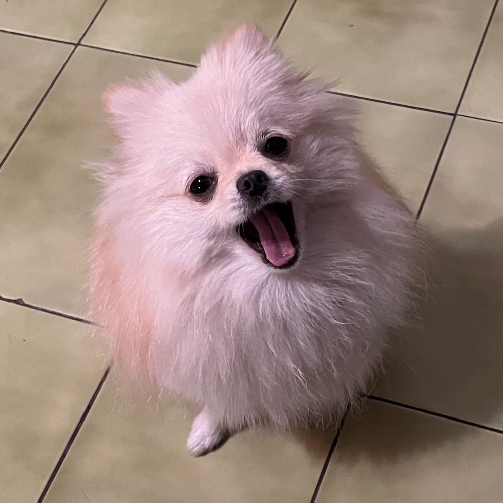 快樂小狗