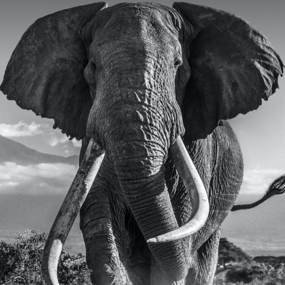 lasttusker.bsky.social profile picture