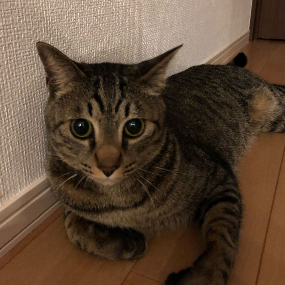 猫いちご