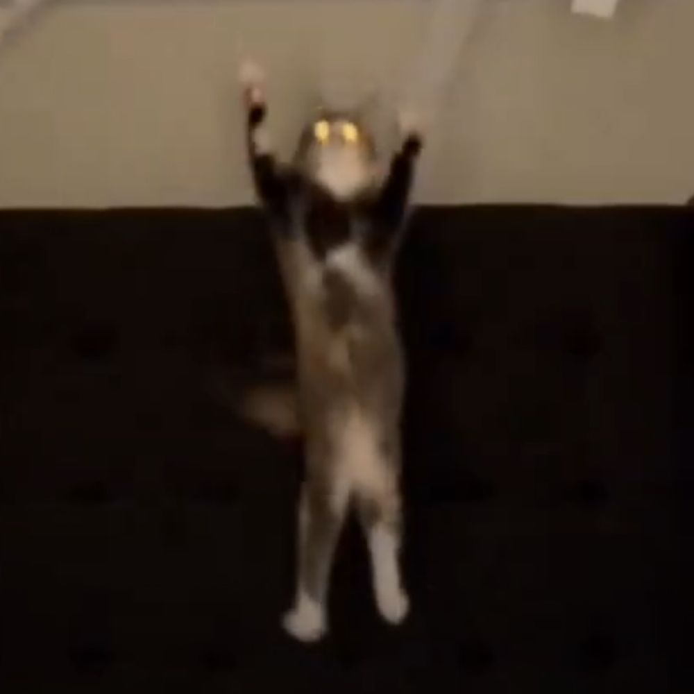 飛ぶ猫