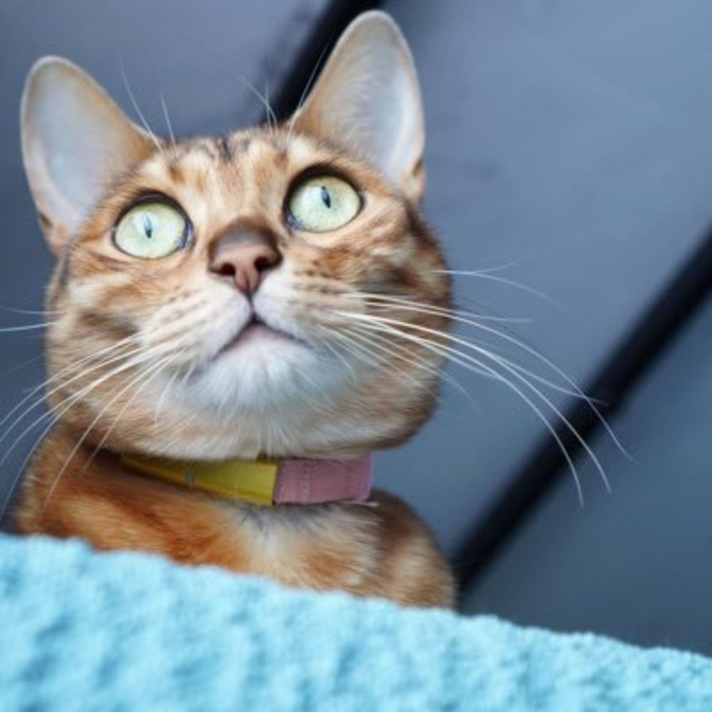 ちあき🐈🐈👶