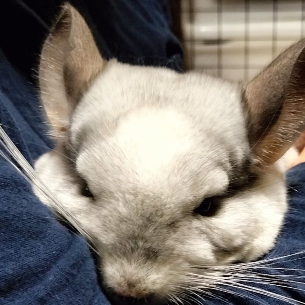 ( 'ω')