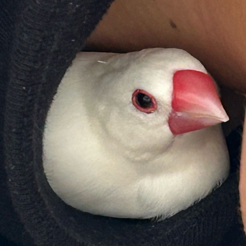 ニワコ𓅪