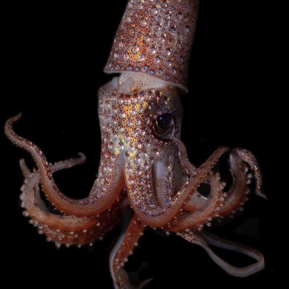 Squid 🦑