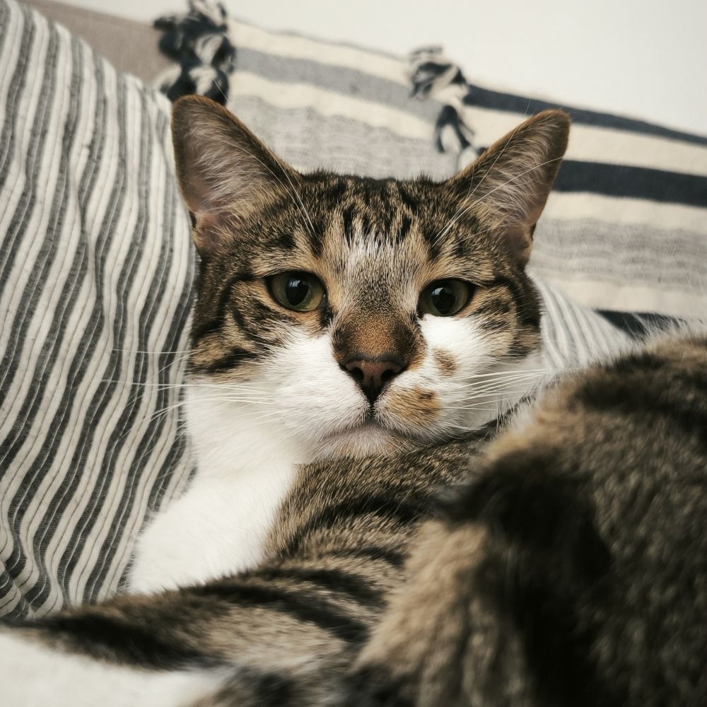 Ali