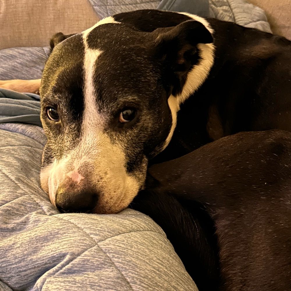 Sweet Sweet Jilly Bean
