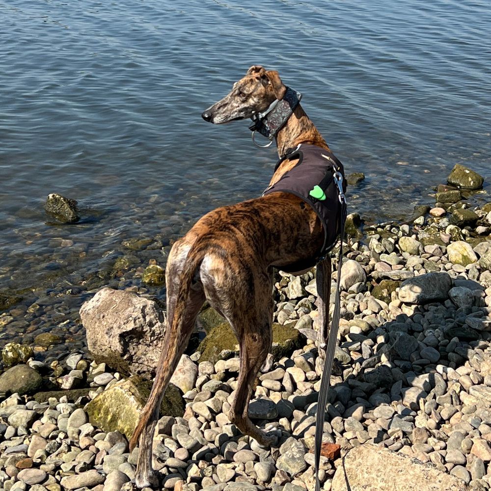 Tines Galgo
