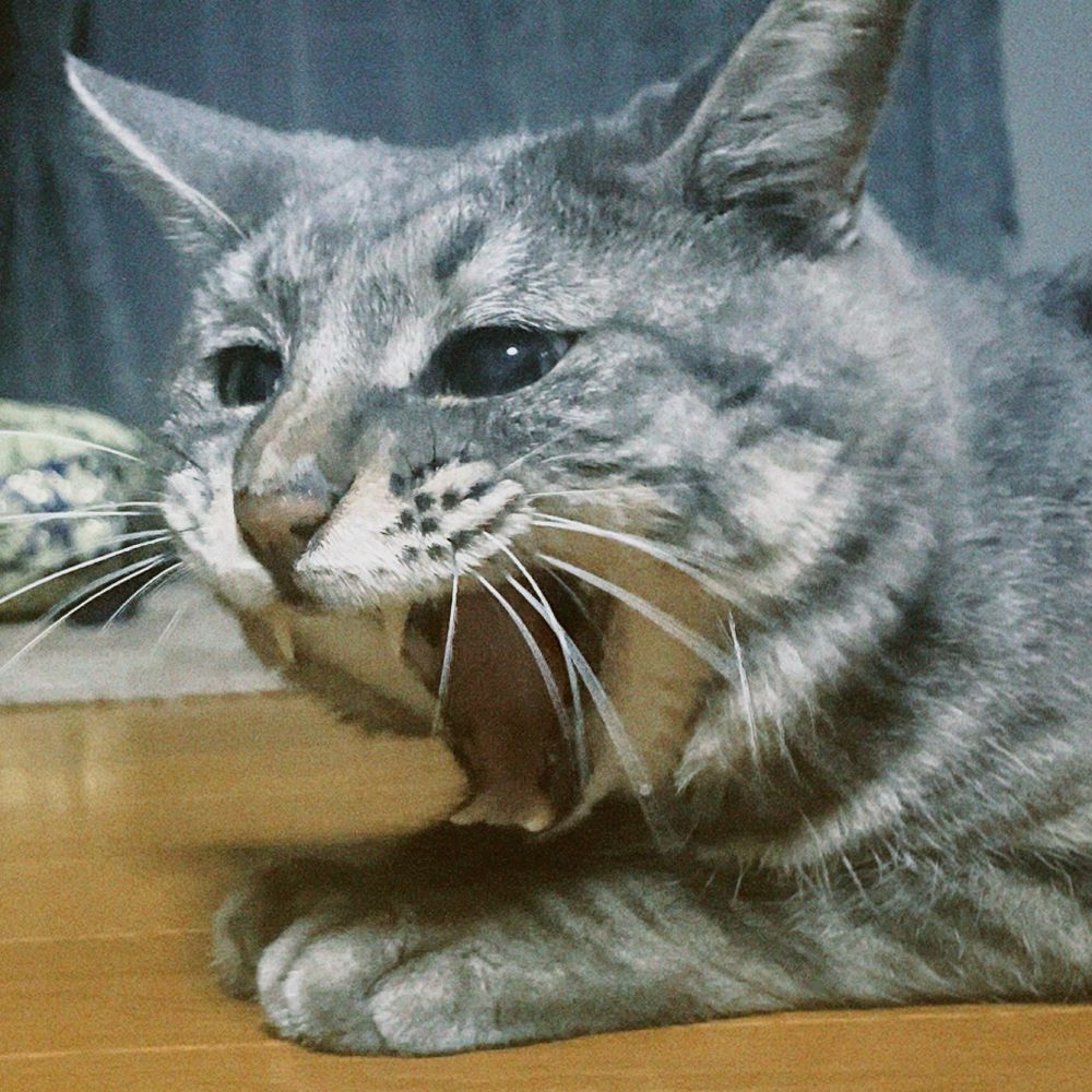 つちねこ🐾