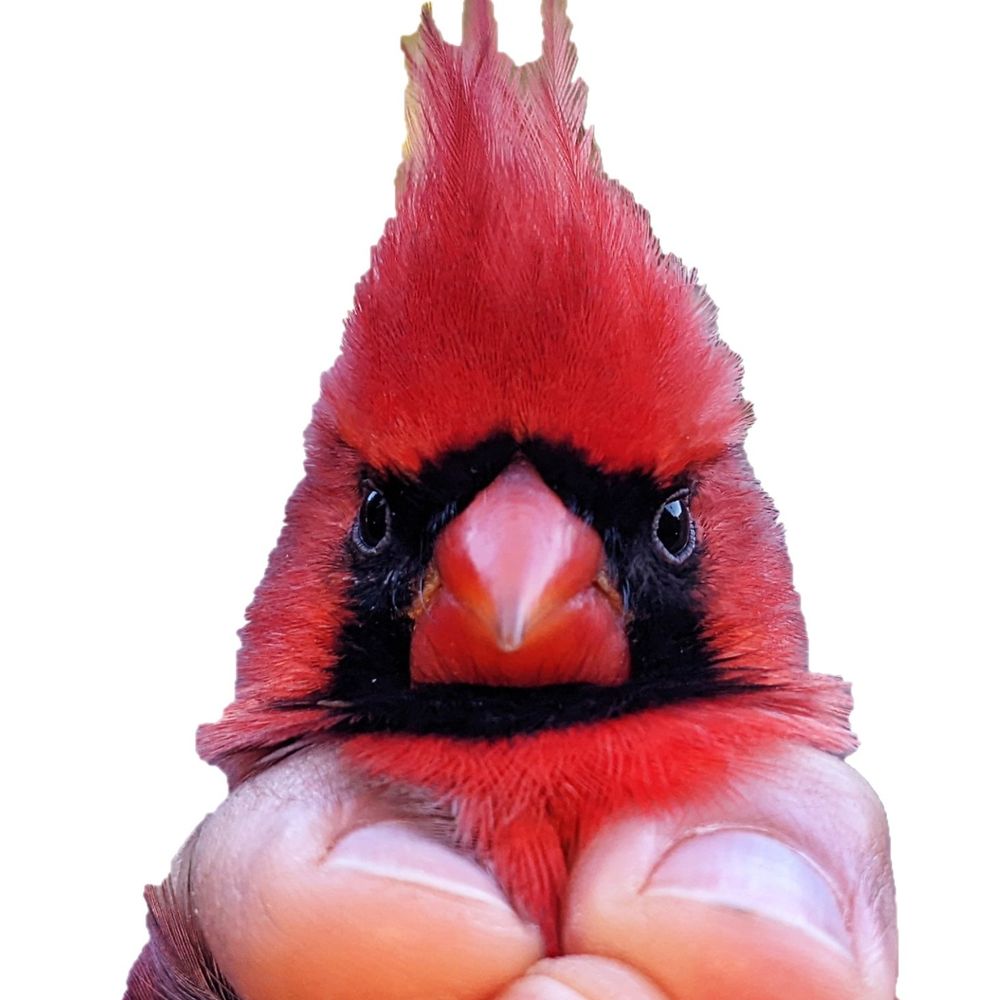 RU birding? RU botanizing?, RU crittering? ...?