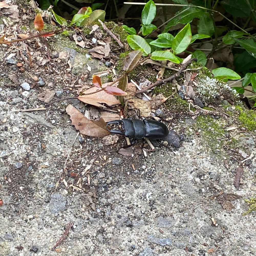 ユキ
