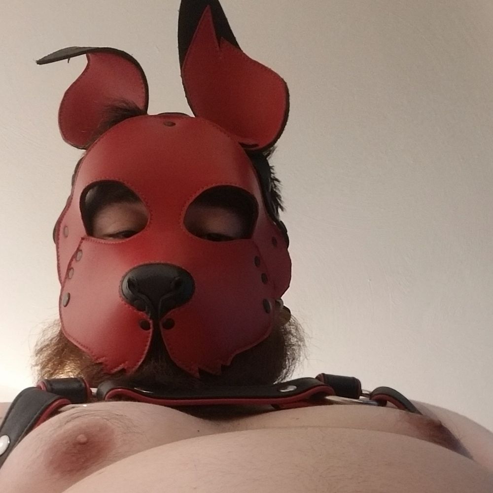 Pup Arcx