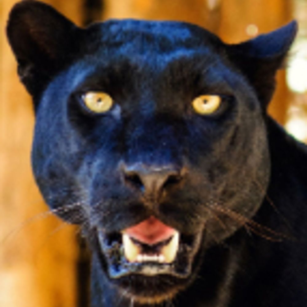 Black Panther
