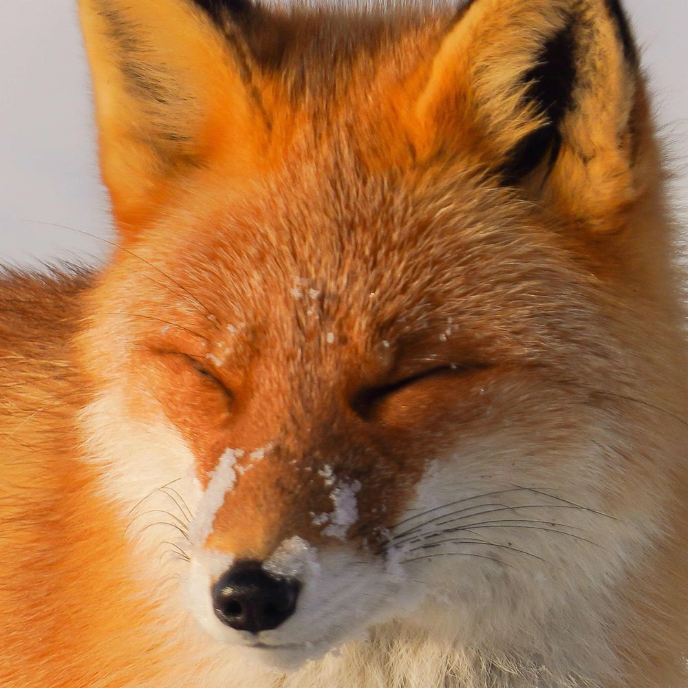 あんどう