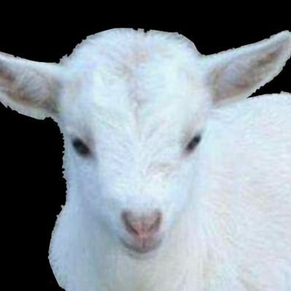 roadkill (formerly necrolamb)