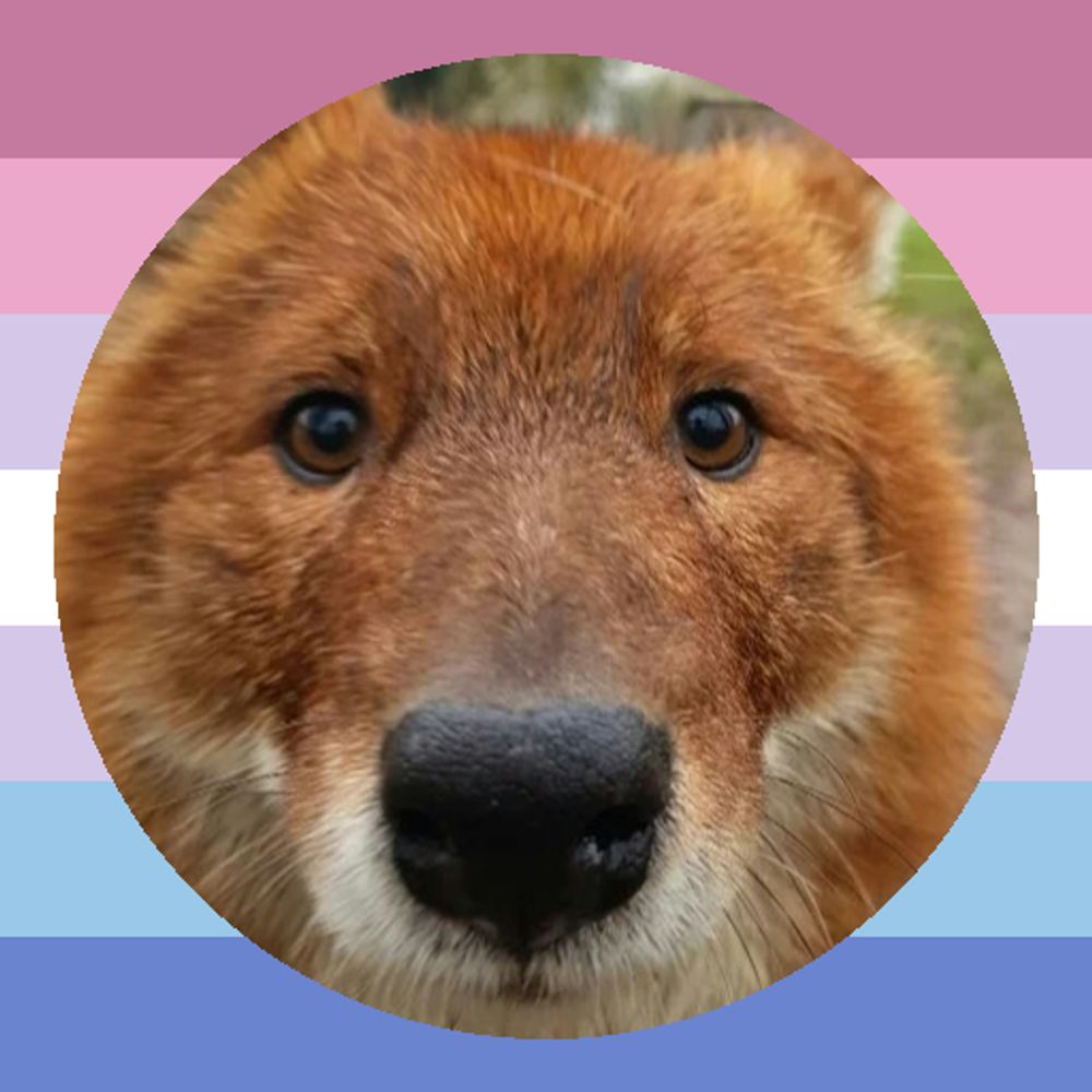 Dholes!