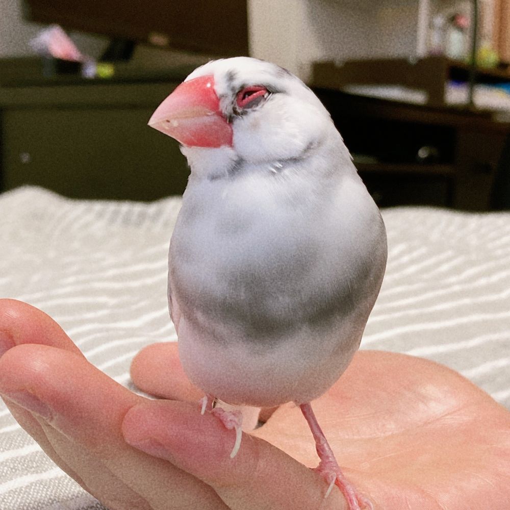 はるくま
