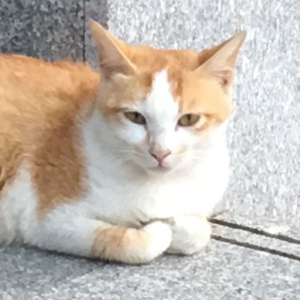 不準備