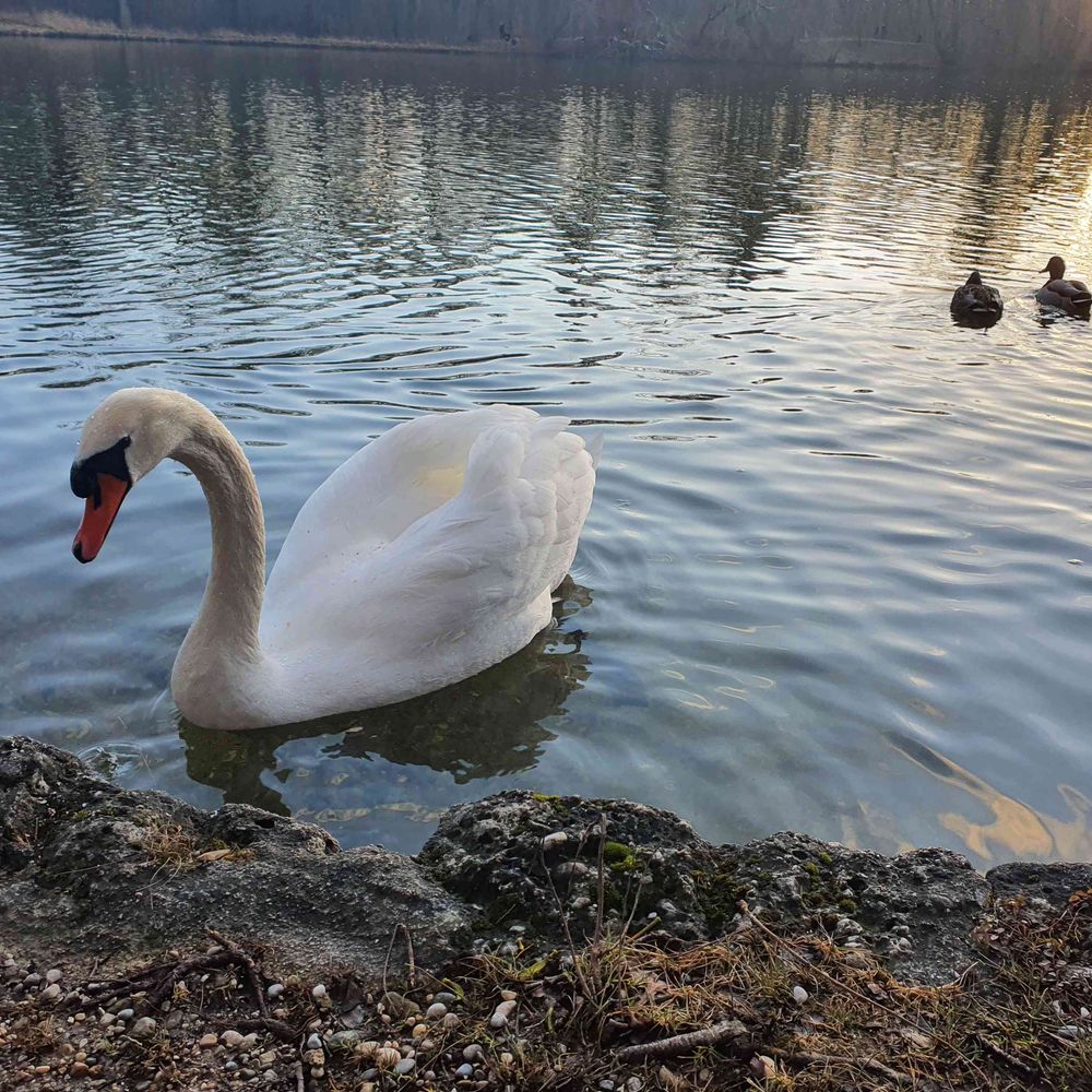 A singing swan's world. La Morena Serena.