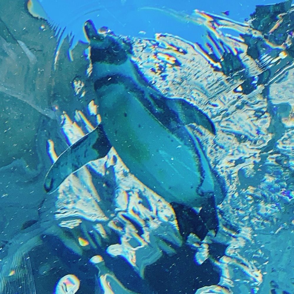 もちりん