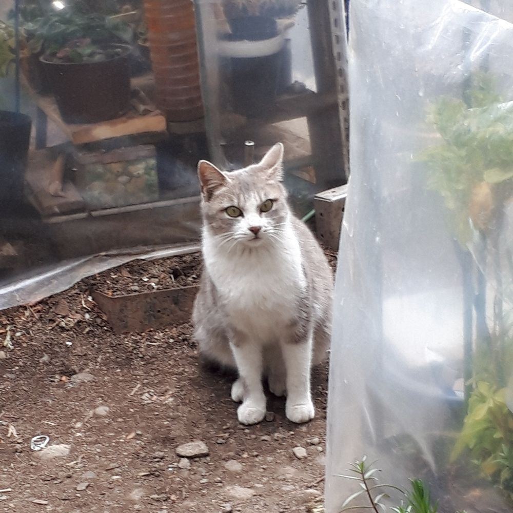 はむ