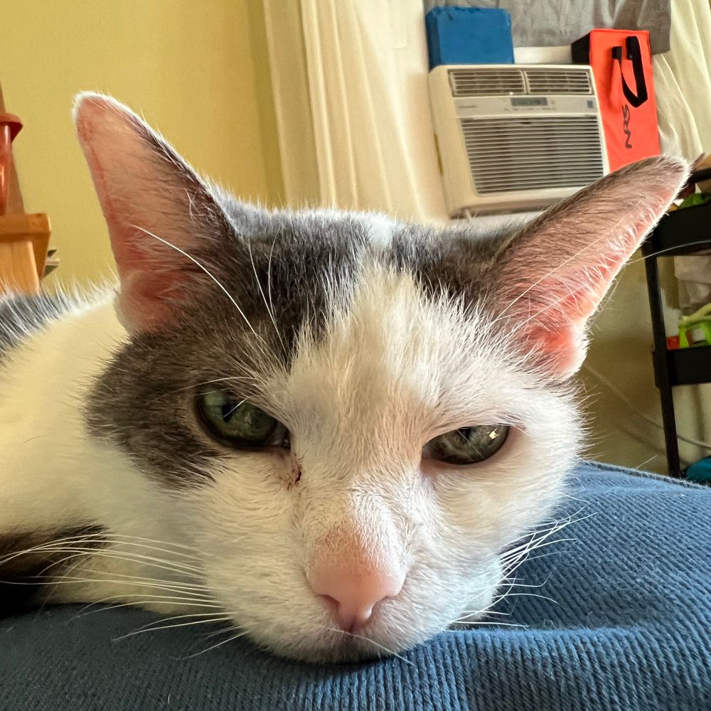 gossamer41.bsky.social