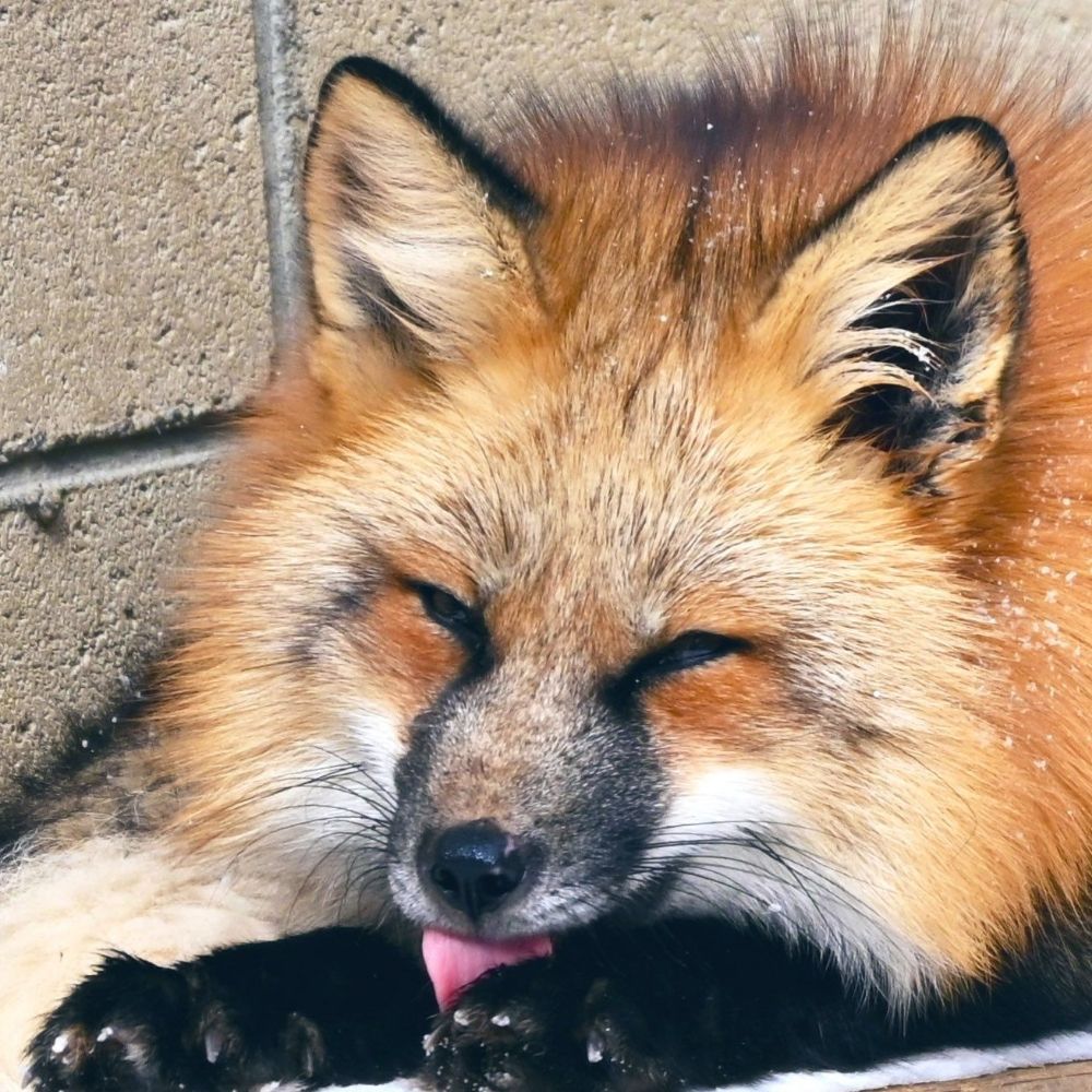 Fox