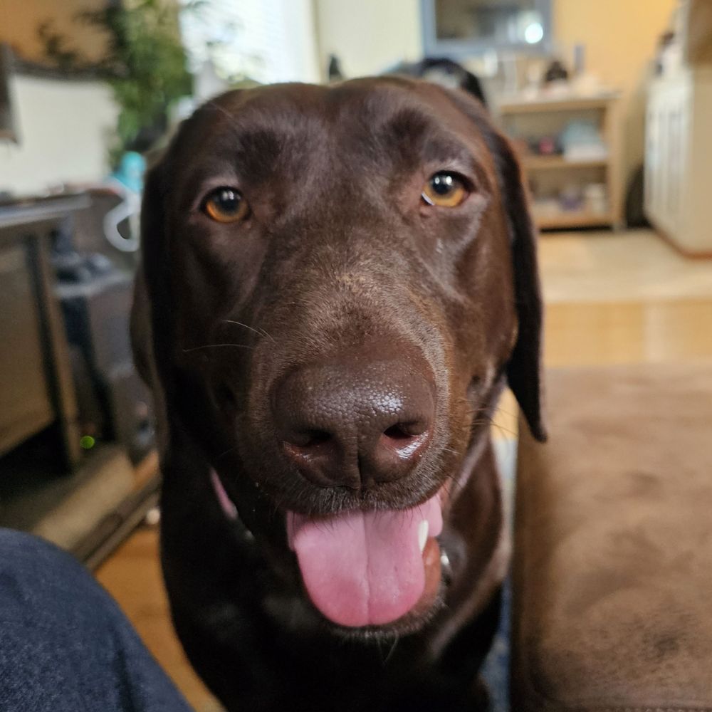 The Chocolate Lab