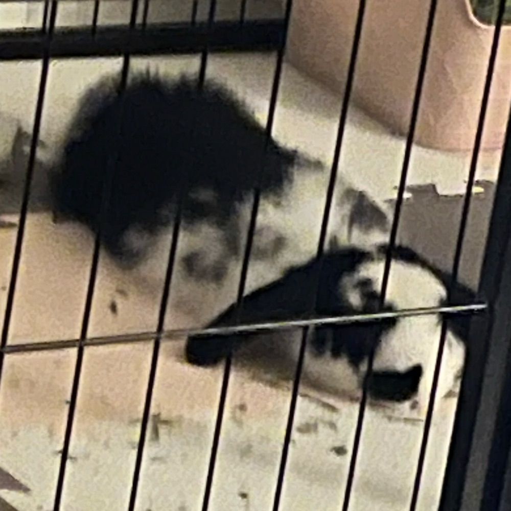 bun