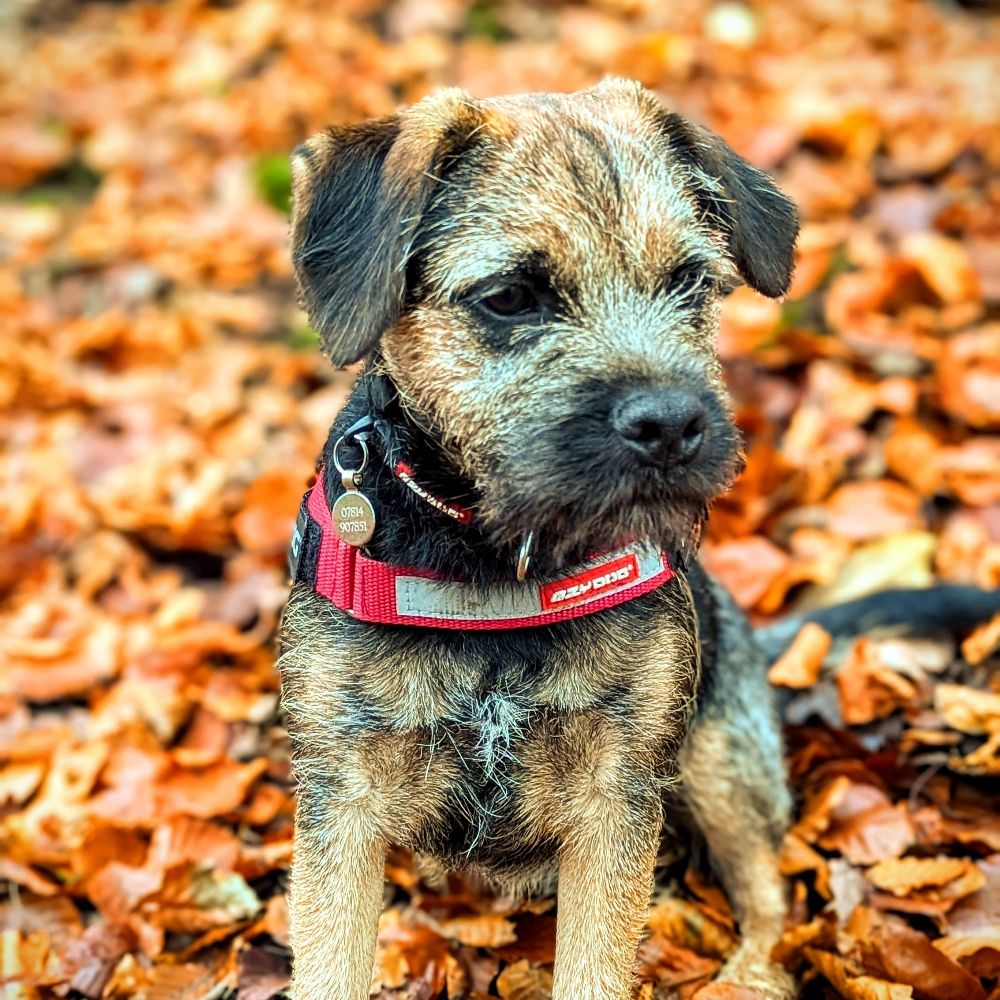 Rudi the border terrier