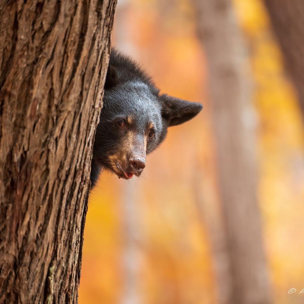 HoneyBearPeek