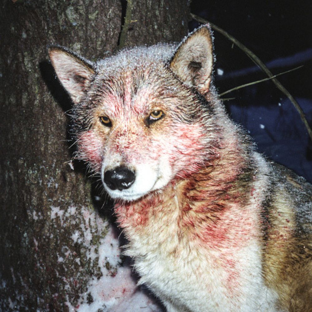 funny wolf