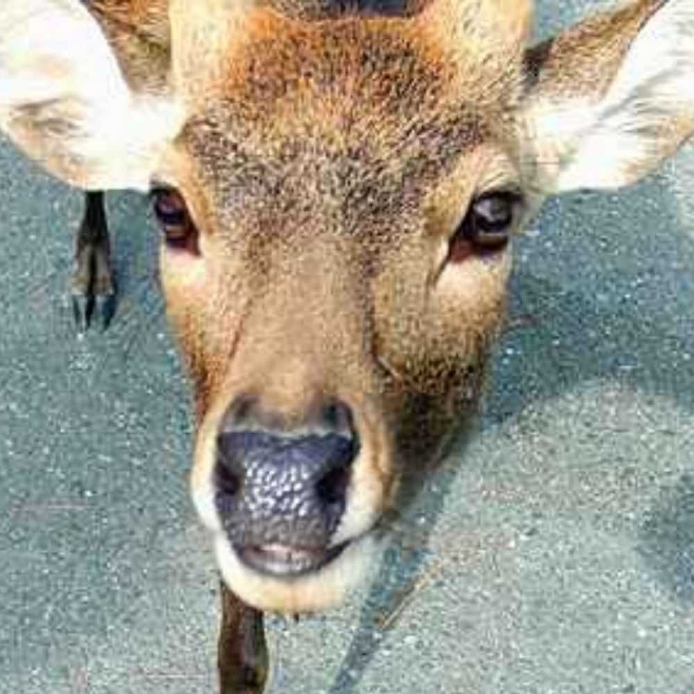 🦌さん(情緒不安定