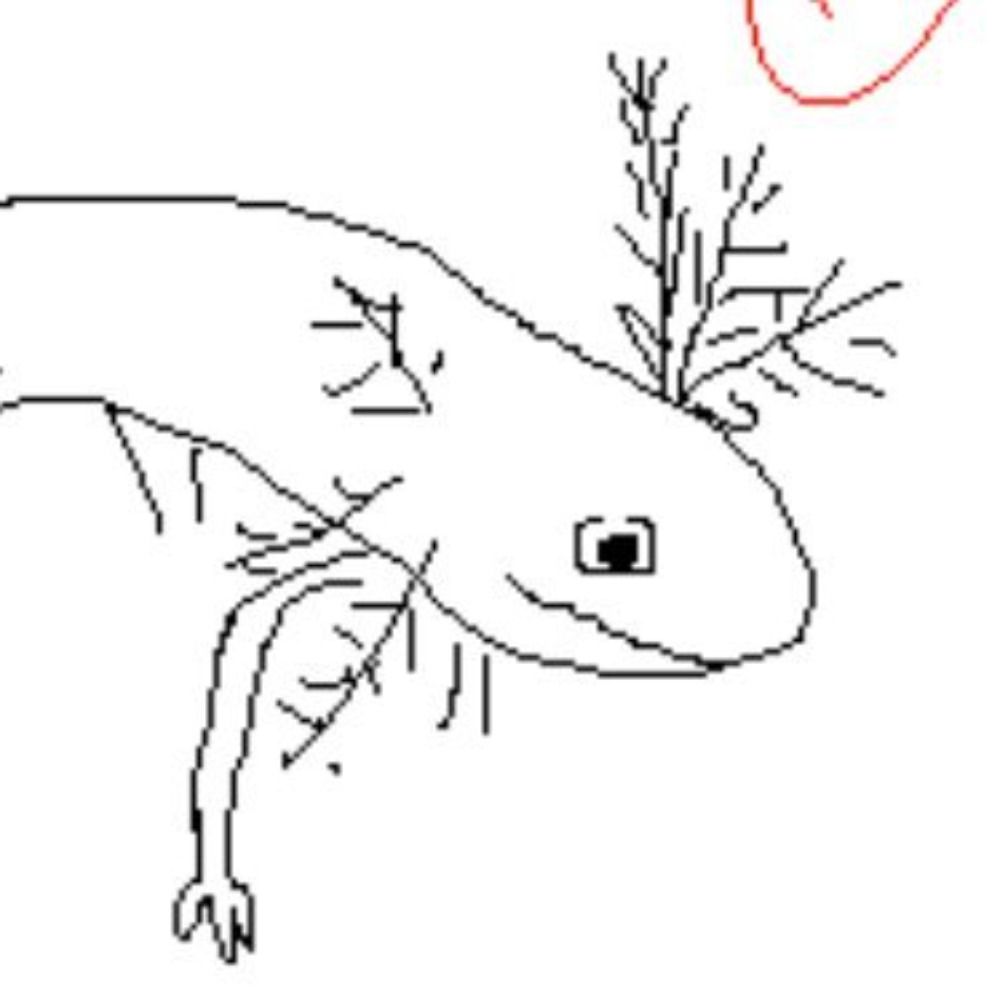Moose