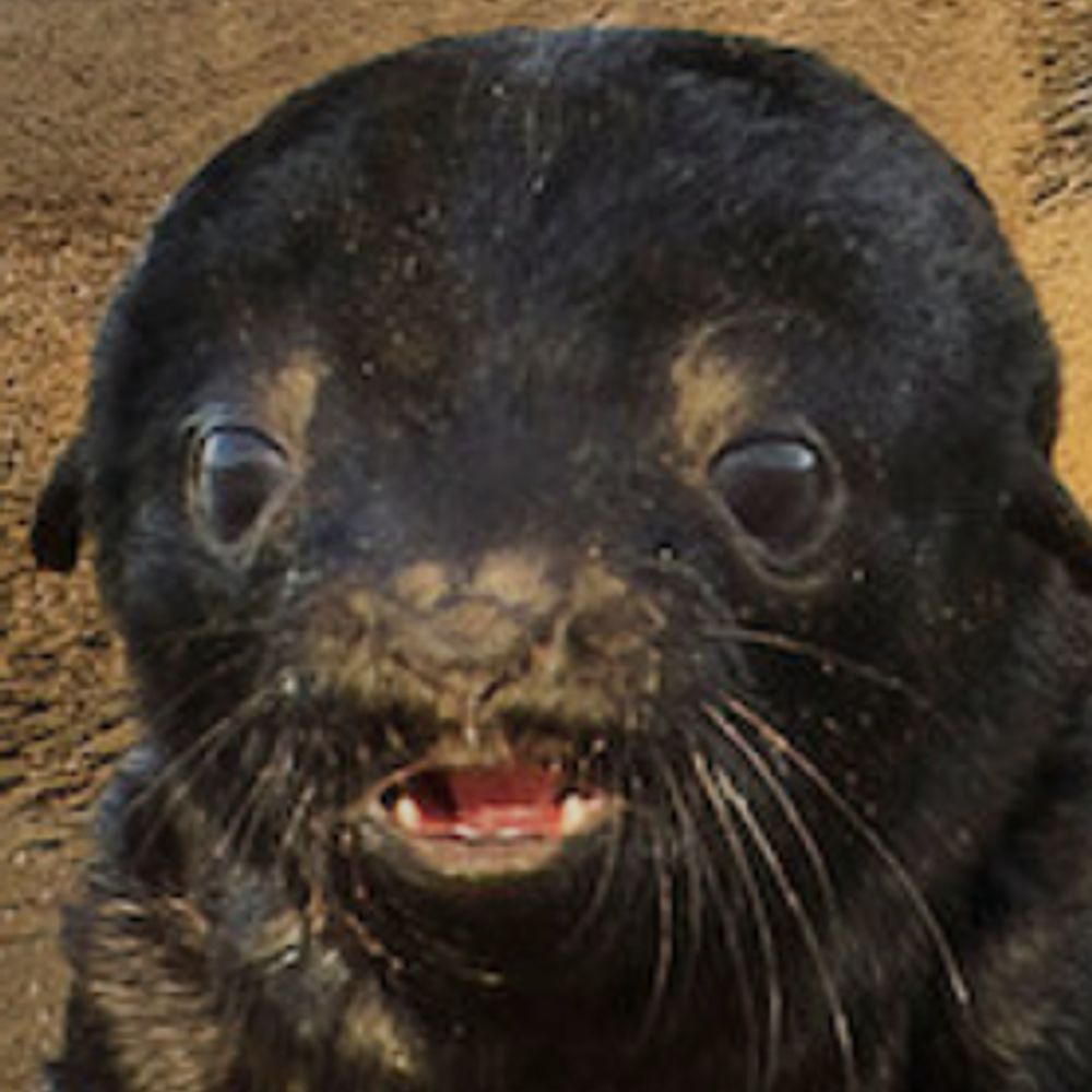 Slug