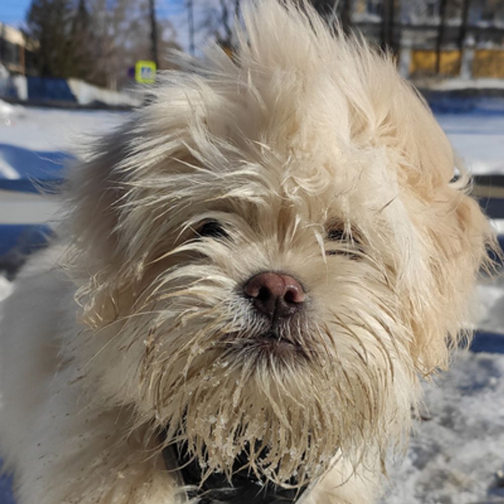 🐶 Mishanya the Dog 🇷🇺