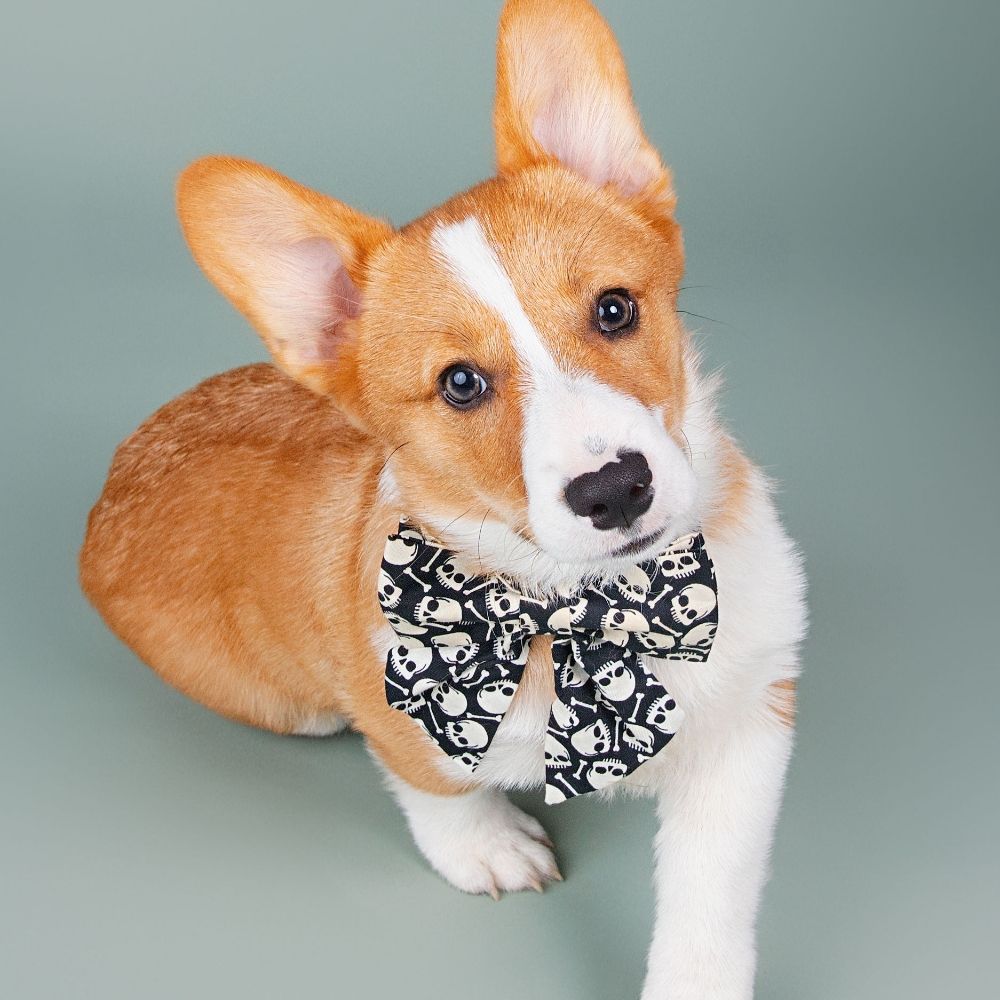 Dexter the Corgi