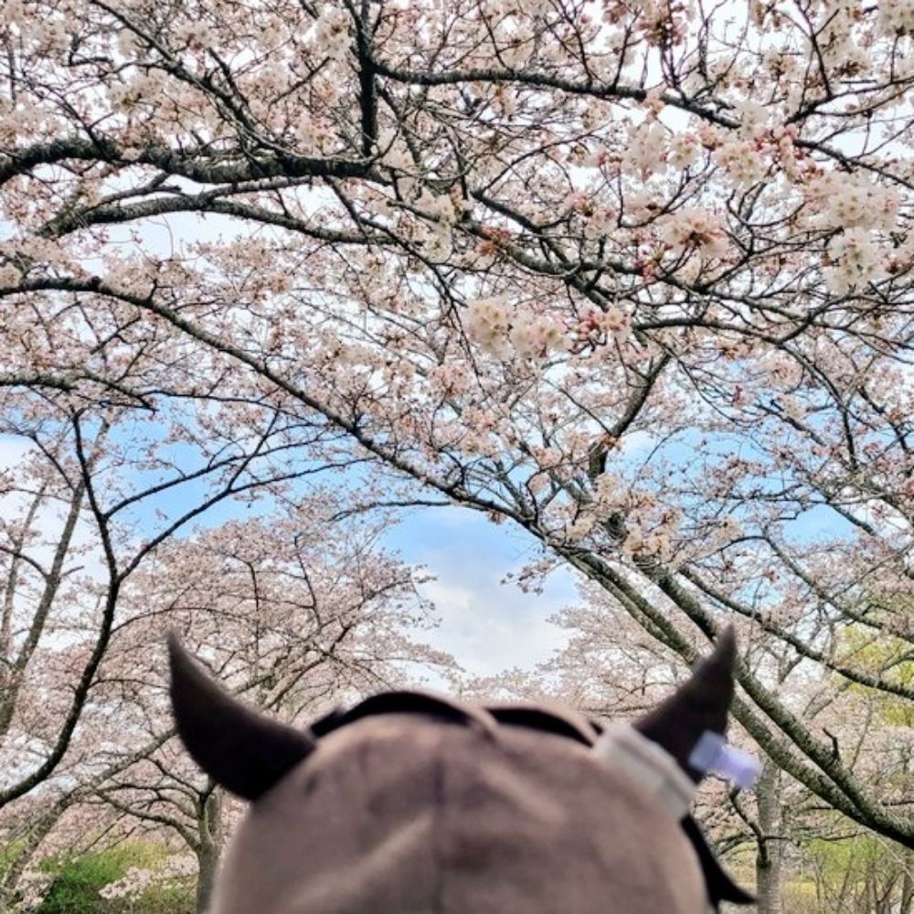 ともひさ