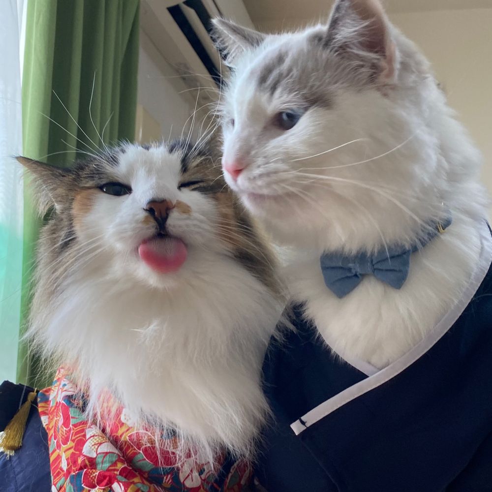 みかんとなつめとしらたま🐈🐈🐟