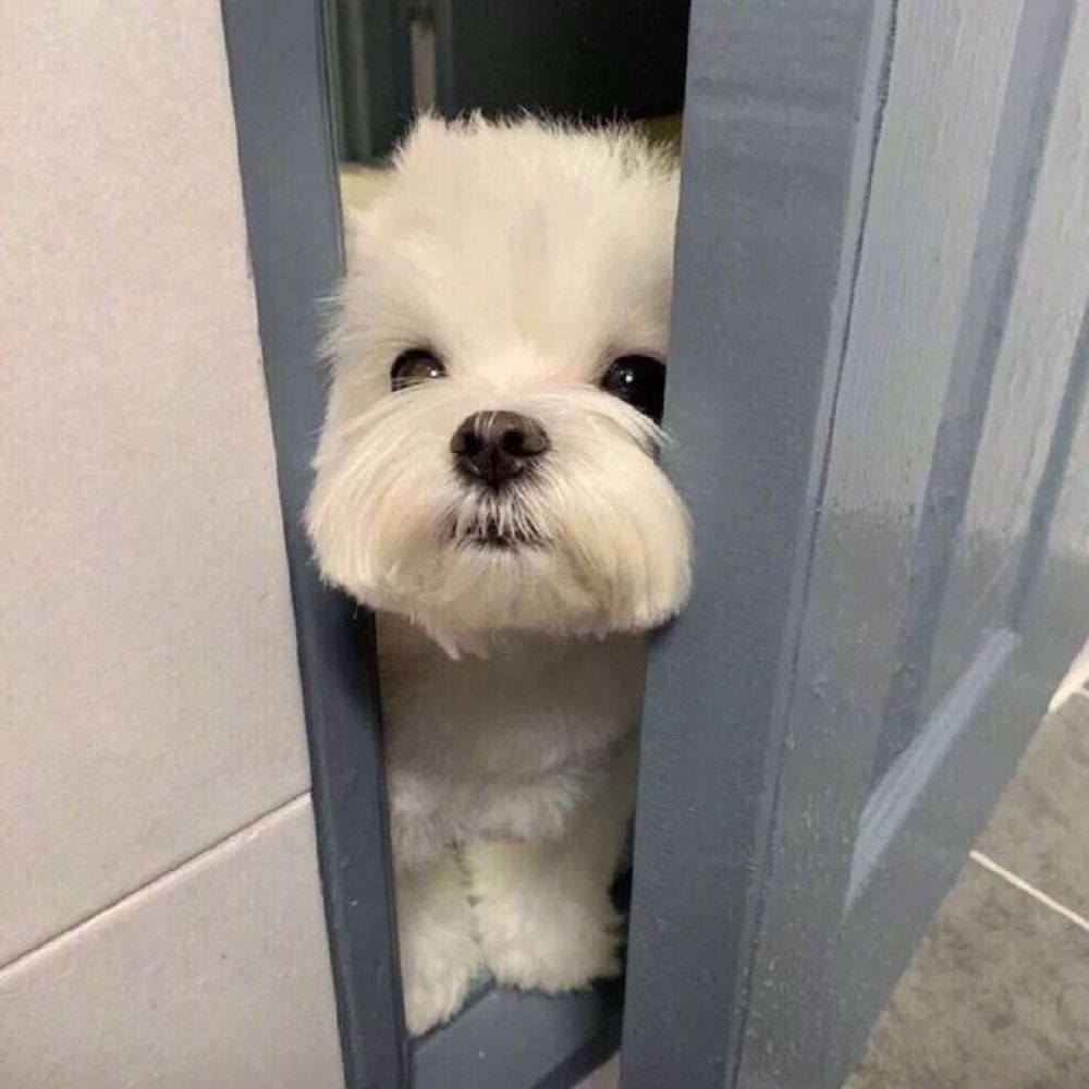 멈멍